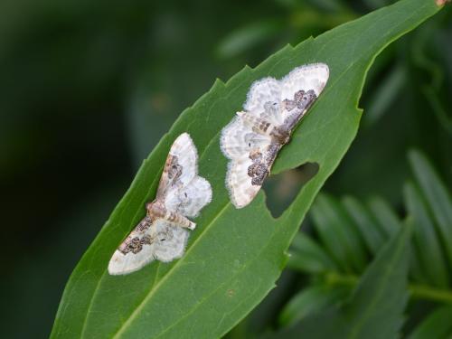 Idaea rusticata